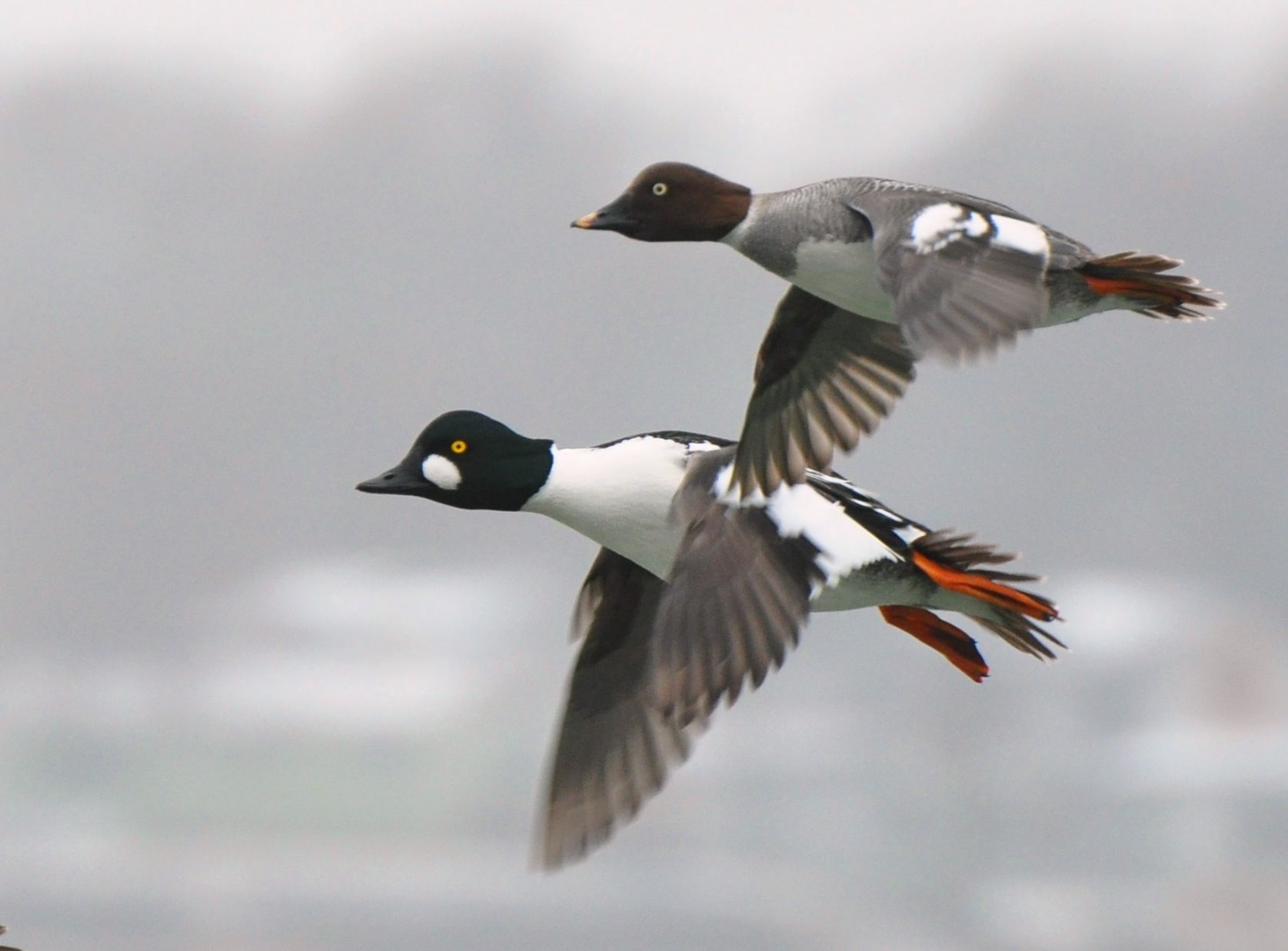 pair of goldeneyes